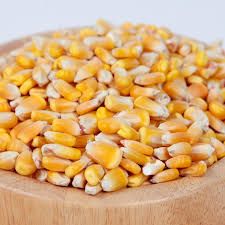Top grade yellow corn