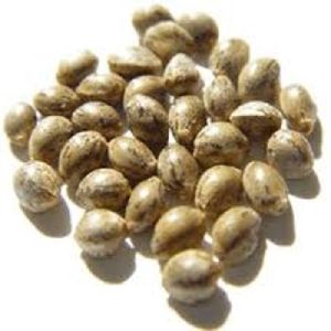 Well Selected Hemp Seeds