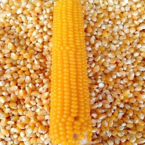Yellow corn seeds