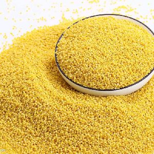 Yellow millet grains