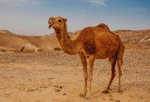 Live Camel