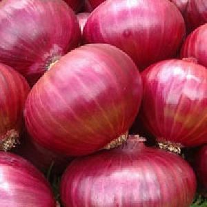 Organic Fresh Red Onion, For Cooking, Style : Natural