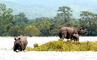 Kaziranga National Park Tour Packages
