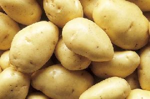 fresh potato