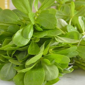 Fresh Purslane Leaves