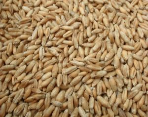 Triticale Seeds