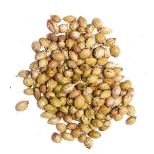 coriander seeds