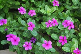 Dry Vinca Rosea Leaves