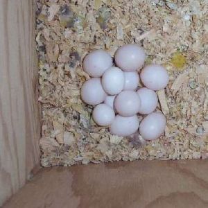 Macaw Eggs