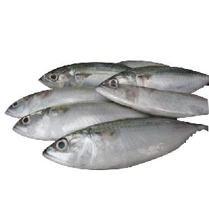 Fresh Sea Fish, For Hotel, Restaurant, Feature : Delicious Taste, Good In Protein