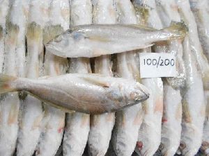 Fresh Silver Croaker Fish