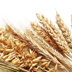 Barley  Grains