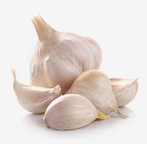 fresh garlic