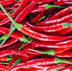 Fresh Red Chilli, Variety : Teja/s17. Baydgi, 334/S$, Endo-5, Mundau Tomato Varieties