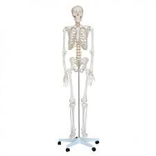 Polished 10-20 Kg Bone Inlaid Human Skeleton, For Educational Use