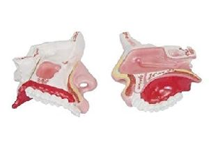 Model Of The Anatomical Nasal Cavity