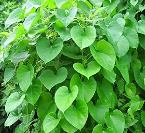 Tinospora Cordifolia Leaves