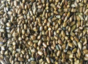 Cassia Tora Seeds