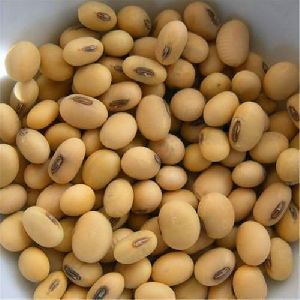 soybean seeds