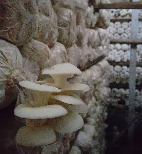 mushroom products