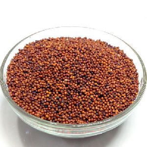 Ragi Seeds