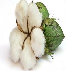 Natural Cotton Fiber