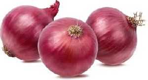 Fresh Big Onion