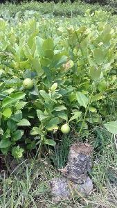 Kagji Lemon Plant