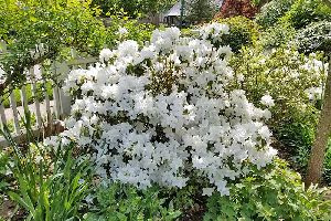 Azalea Ornamental Shrub