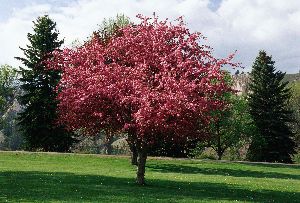 Crabapple Ornamental Tree