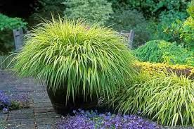 Hakonechloa Grass