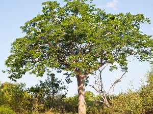 Indian Mahogany Tree