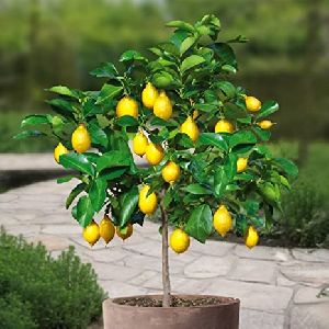 Lemon Tree