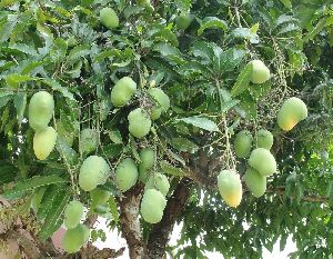 Mango Tree