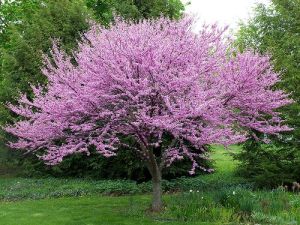 Redbud Ornamental Tree