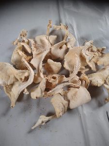 dried oyester mushroom
