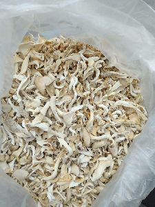 White Brown Oyster Mushroom