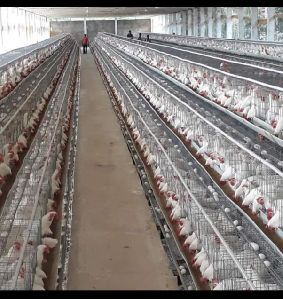 California Poultry Cages