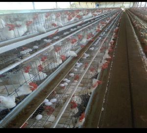 Egg Laying Cages