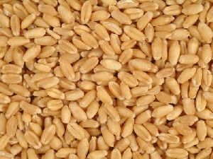 Feed Grade Wheat Grains