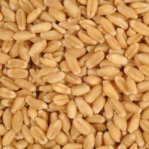 Milling Grade Wheat Grains
