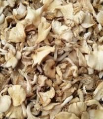 dried oyster mushroom