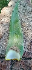 Aloe Vera Whole Leaf