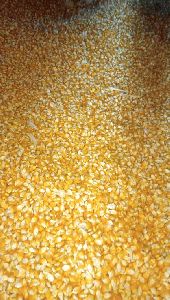 yellow maize -cattle feed /poultry