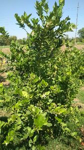 Seedless Lemon Plant