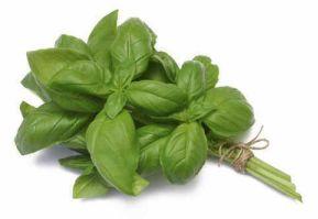 Organic Basil Leaves