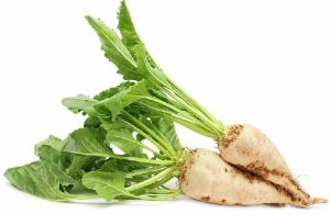 Sugar Beet