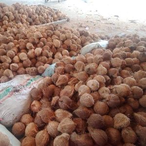 Best Quality Dry Coconuts