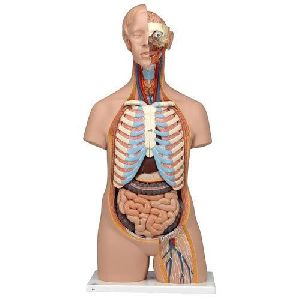 human anatomical models