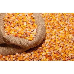 Popcorn Kernels / Popcorn Grains